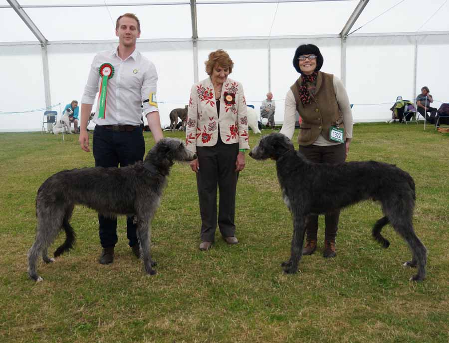 Best Puppies Welsh Kennel Club 2015